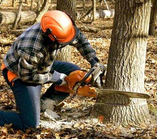 Tree Removal in Green Bay, VA
